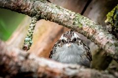 "Ob Wald oder Garten - ein Baumläufer ist es auf jeden Fall"