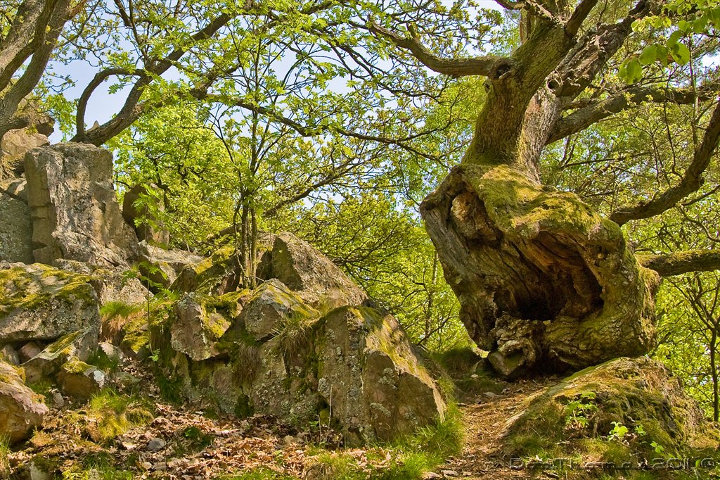 Obacht - der Steinefresserbaum kriecht wieder durch den Wald