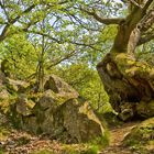 Obacht - der Steinefresserbaum kriecht wieder durch den Wald