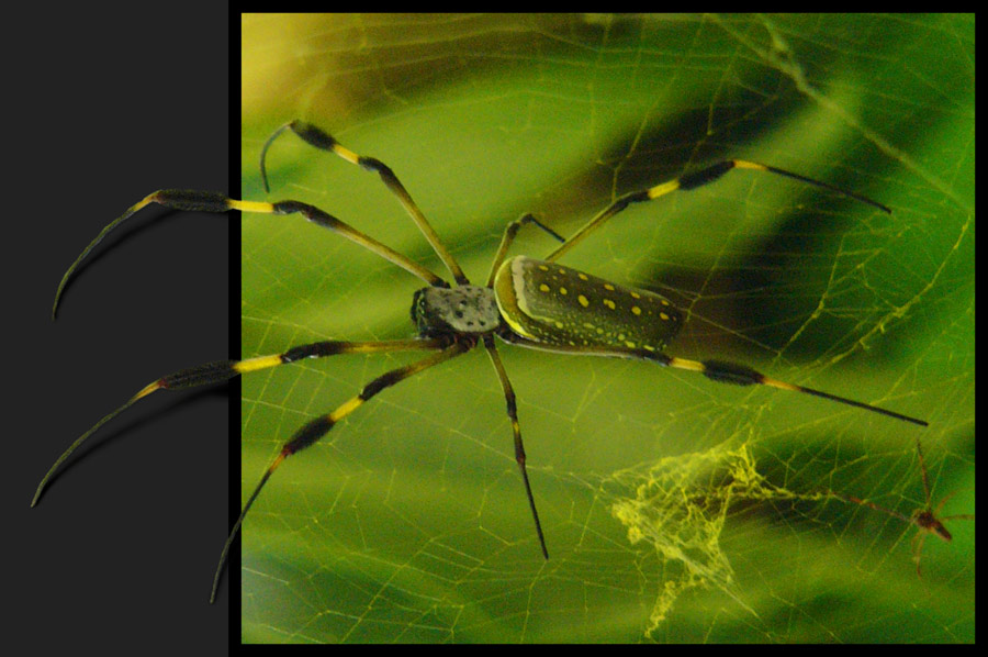 Obacht! Seidenspinne!