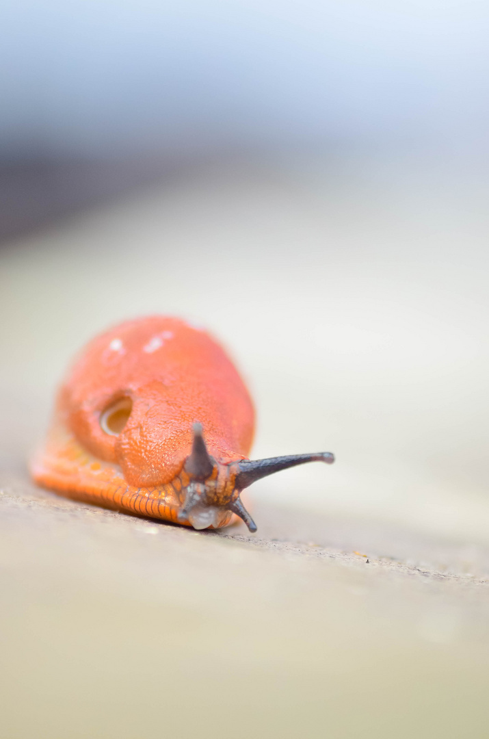 Obdachlose Schnecke