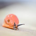 Obdachlose Schnecke