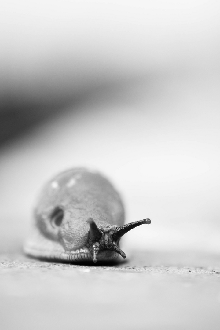 Obdachlose Schnecke s/w