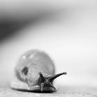 Obdachlose Schnecke s/w