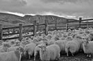 Obejas en Aralar de Lorentxo Portularrume Azkue 