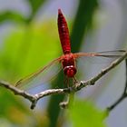 Obeliskenstellung. Feuerlibelle (Crocothemis erythrea) 