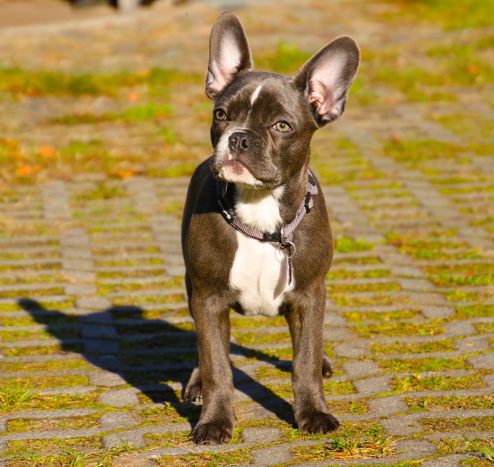 Obelix Foto & Bild tiere, haustiere, hunde Bilder auf