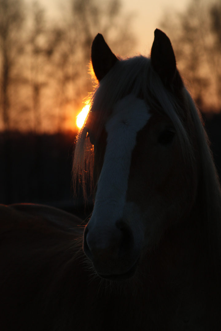 Obelix in der Abendsonne