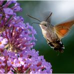 Oben am Sommerflieder (2) ...