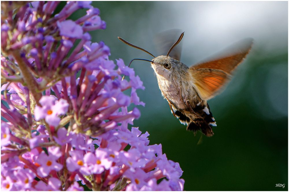 Oben am Sommerflieder (2) ...