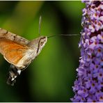 Oben am Sommerflieder (3) ...