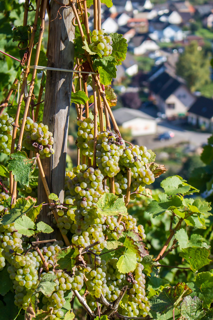 Oben am Weinberg