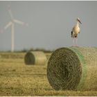 Oben auf dem ...