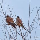 Oben auf dem Baum....