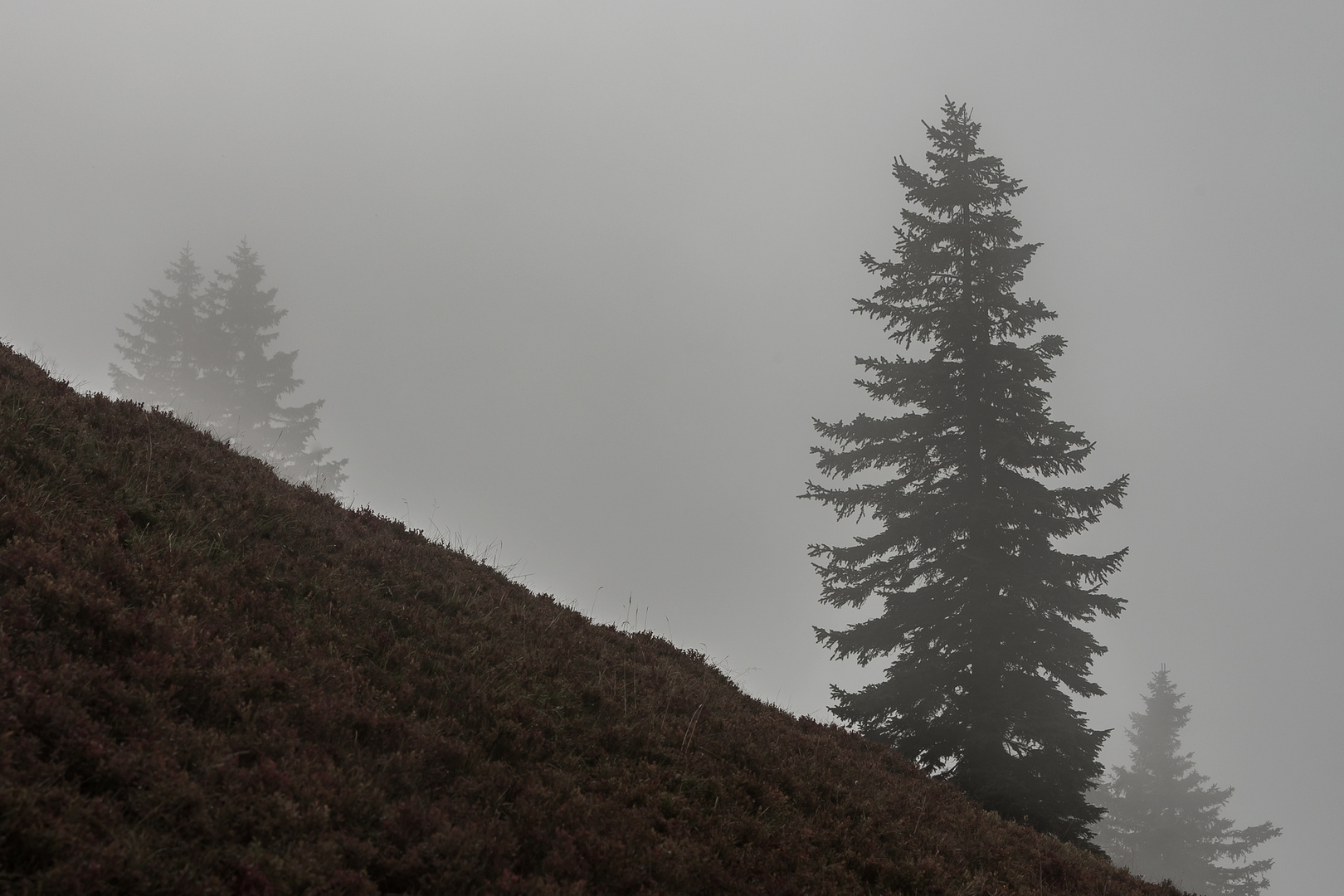 Oben auf dem Belchen