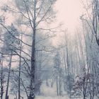 Oben auf dem Berg und im lichten Wald kann nicht mal ich mich verlaufen.