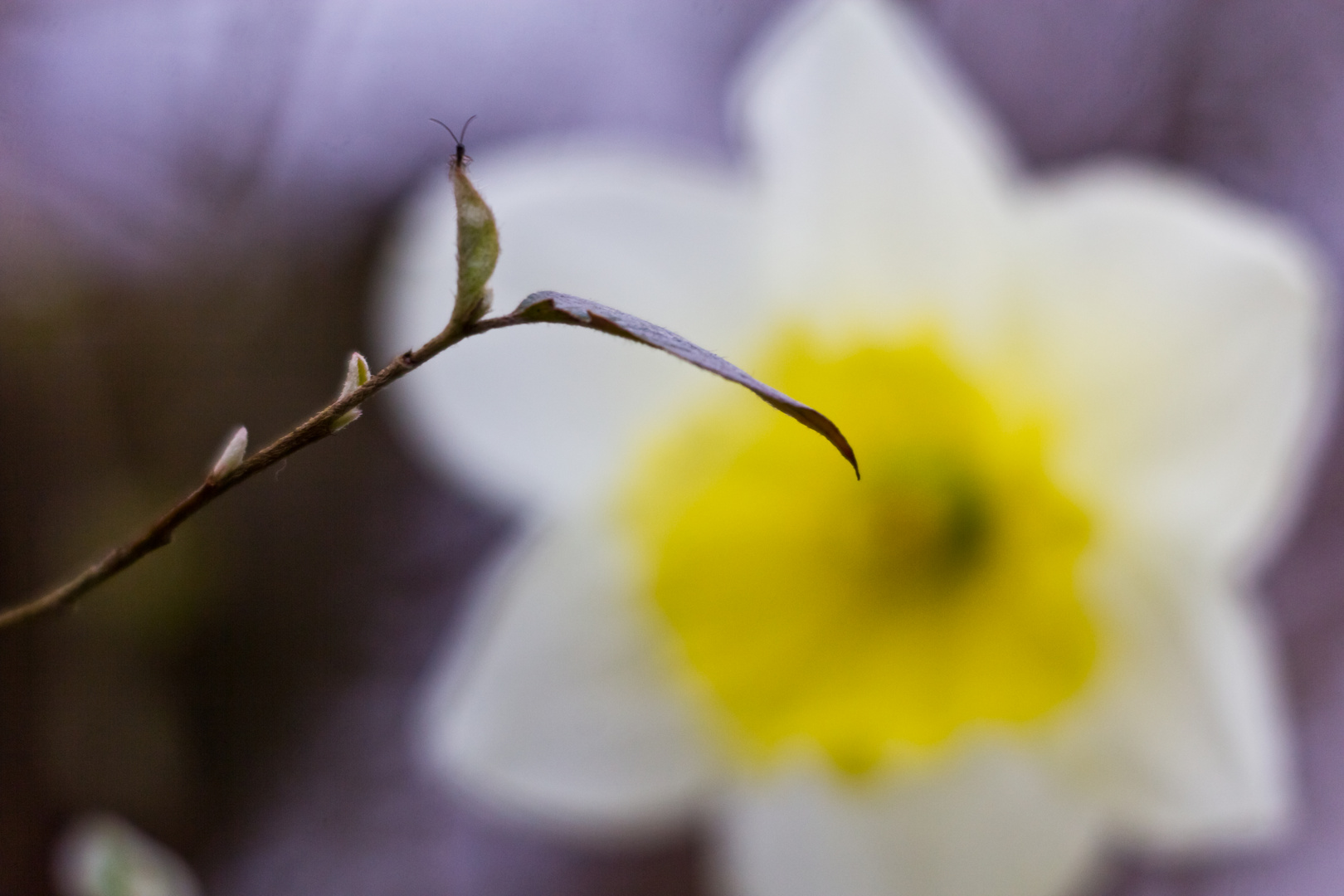 Oben auf dem Blatt