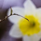 Oben auf dem Blatt