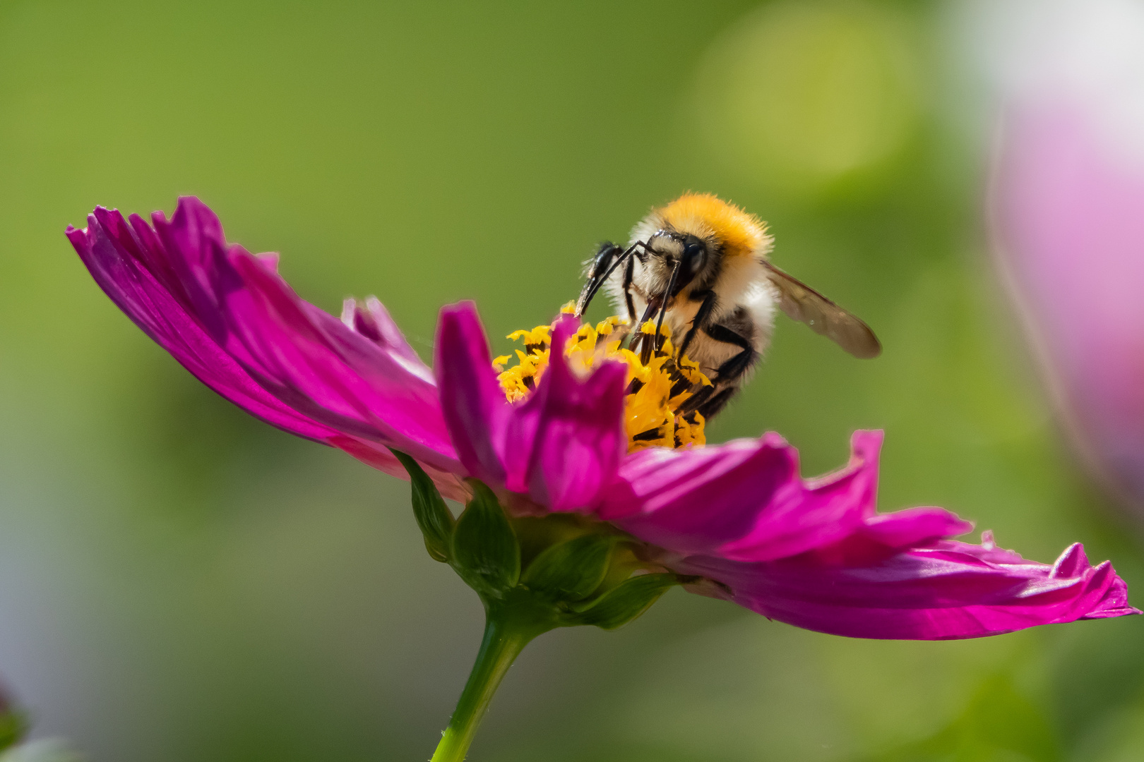 Oben auf der Blüte ist es am schönsten