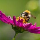 Oben auf der Blüte ist es am schönsten