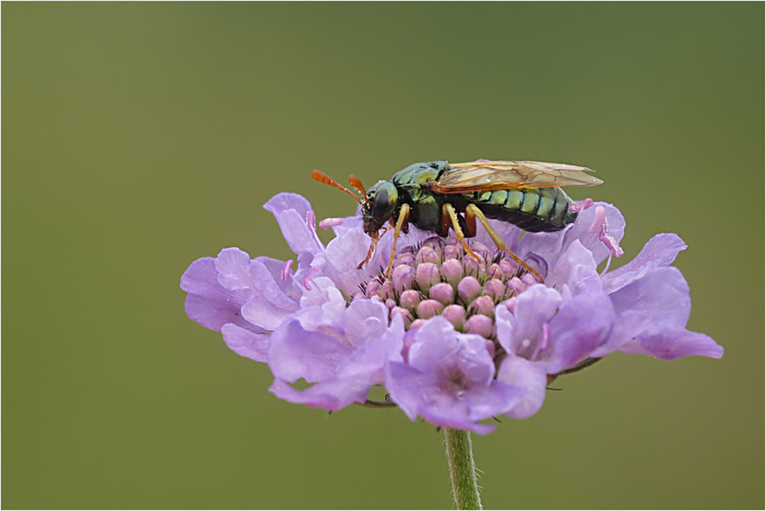  Oben auf der schönen Blüte...