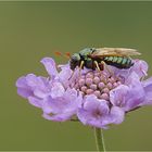  Oben auf der schönen Blüte...