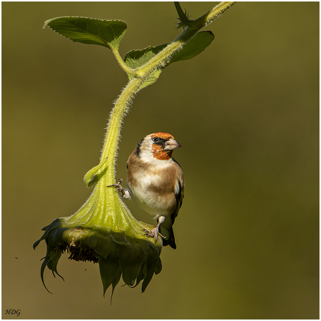 Oben auf der Sonnenblume (2) ... 