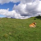 Oben auf der Wank