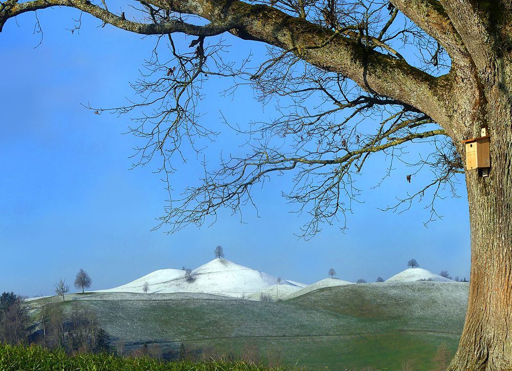 Oben beim Baum zwischen den Hügeln