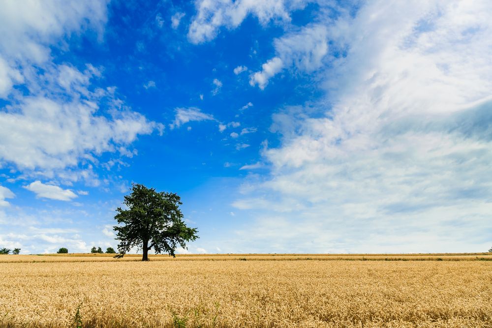 Oben Blau, unten Gold, Kirschbaum in der Mitte