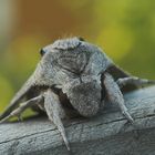 Oben etwas kürzer, die Ohren frei und bitte vorsichtig an den Augen!