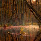 Oben fliegt der Rote Adler aber unten im Wald....