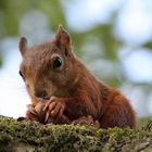 Oben im Baum