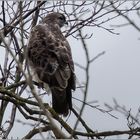 oben im Baum  .....