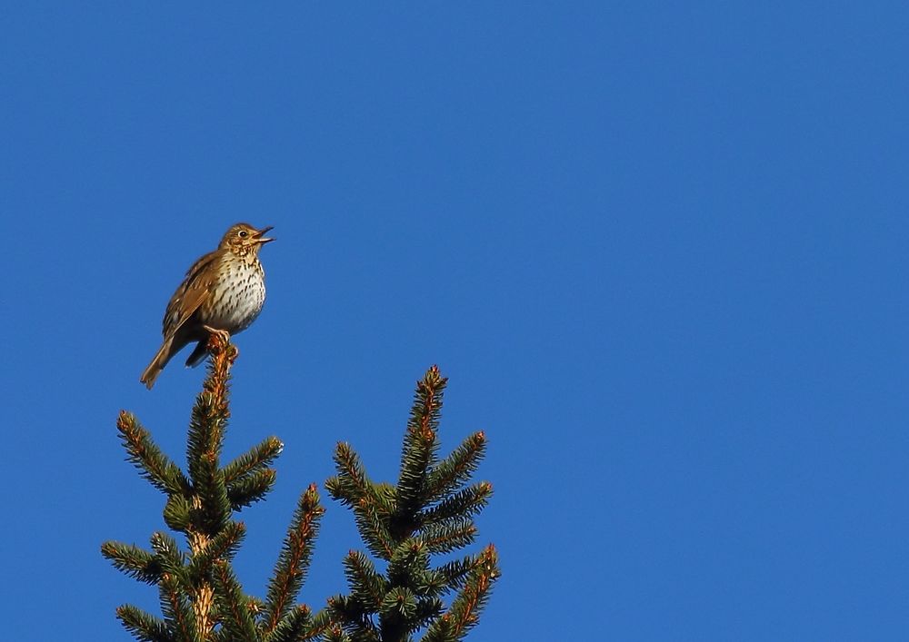 oben im Baum