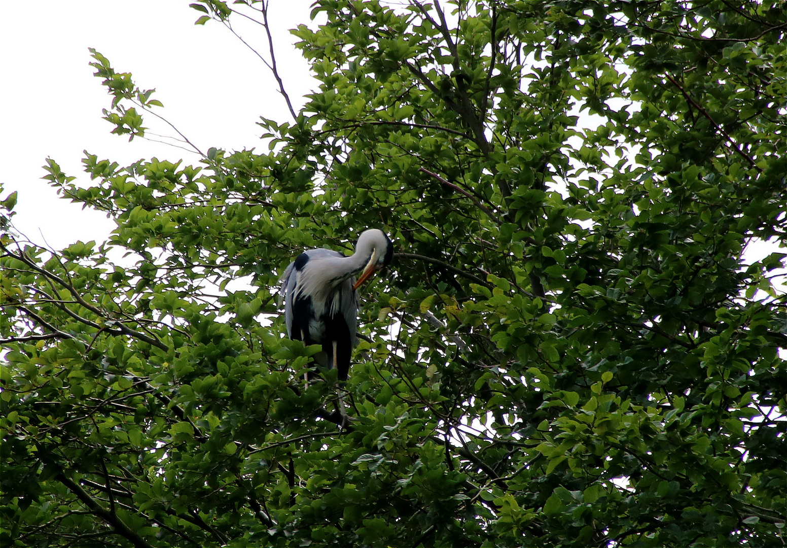 ~ Oben im Baum  ~