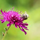 Oben in der Blüte ernähren sich die Bienen und im Untergeschoß die Blattläuse