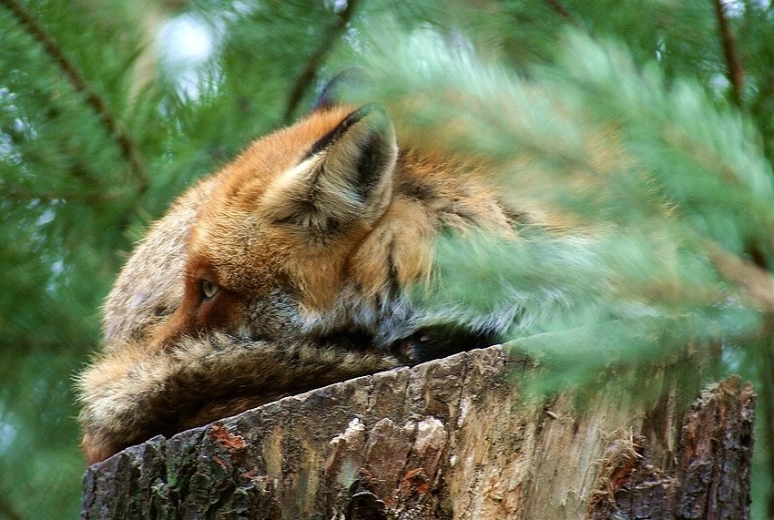 Obenauf, alles im Blick. Fuchs