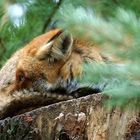 Obenauf, alles im Blick. Fuchs