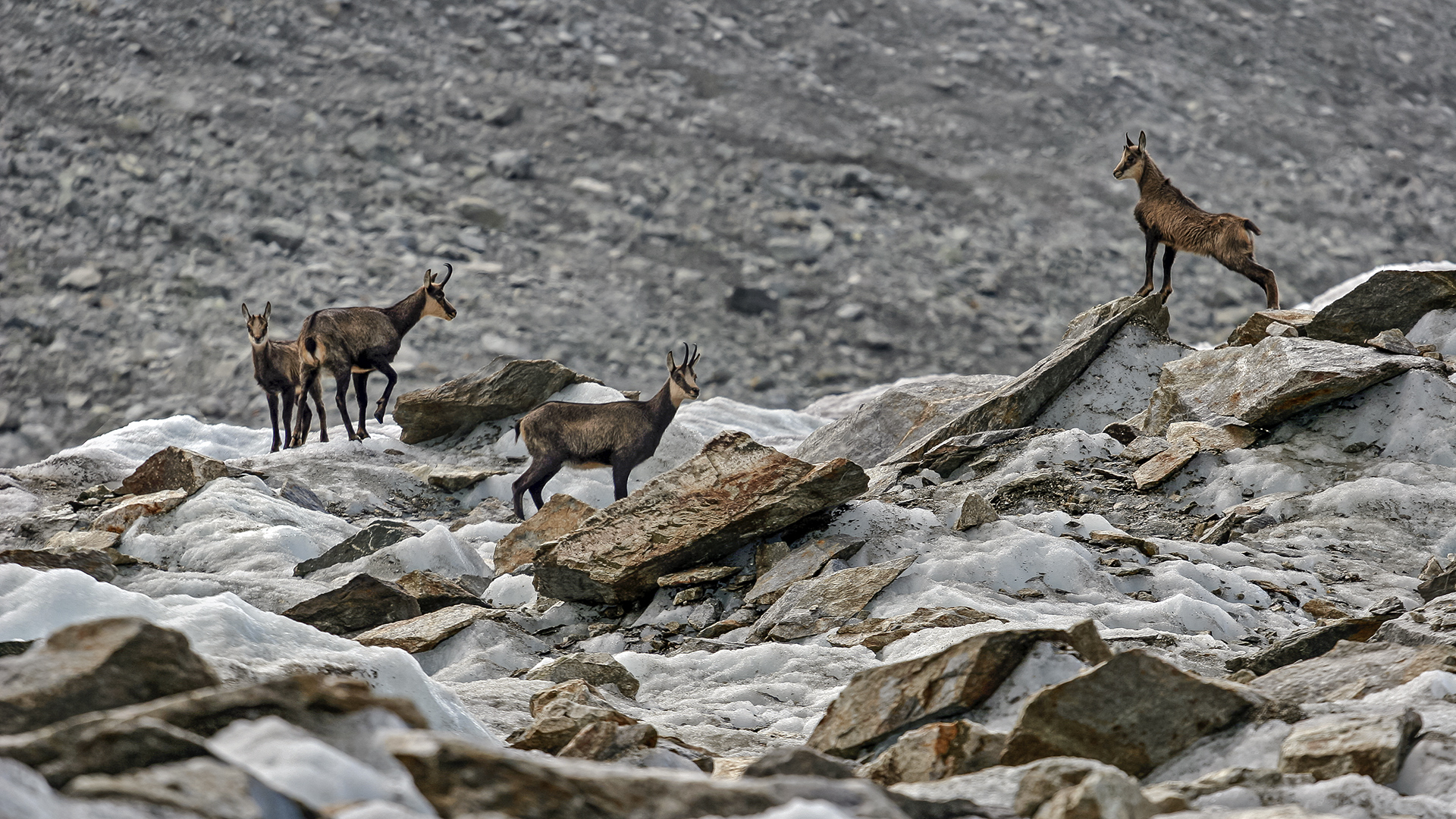 OBERAARGLETSCHER - GÄMSEN oder doch Gemsen?