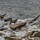 OBERAARGLETSCHER - GÄMSEN oder doch Gemsen?