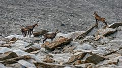 OBERAARGLETSCHER - GÄMSEN oder doch Gemsen?