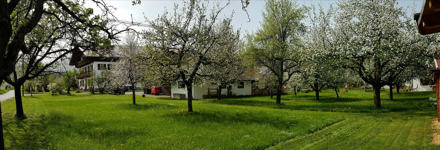 Oberbayerische Streuobstwiese