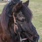 Oberbayerisches Schmuddelpony