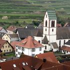 Oberbergen, Kaiserstuhl, Reblandschaft, Smaragdeidechsen Weg .....