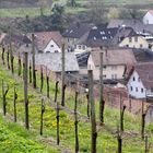 Oberbergen, Kaiserstuhl, Reblandschaft, Smaragdeidechsen Weg ......