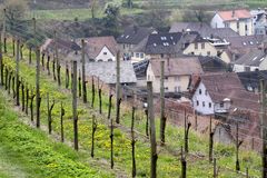 Oberbergen, Kaiserstuhl, Reblandschaft, Smaragdeidechsen Weg ......