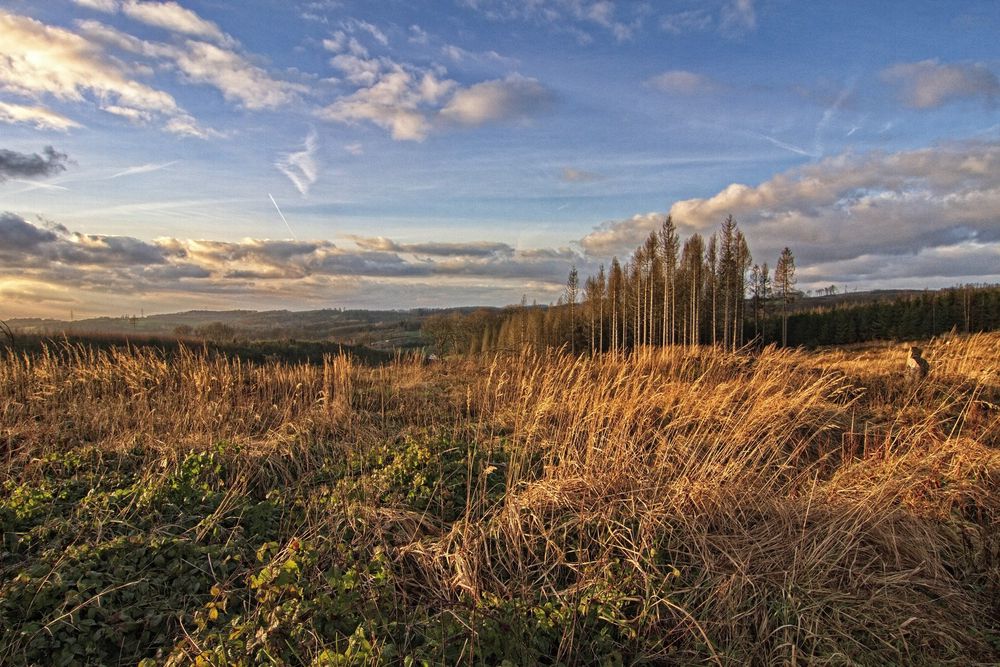 Oberbergische Landschaft II