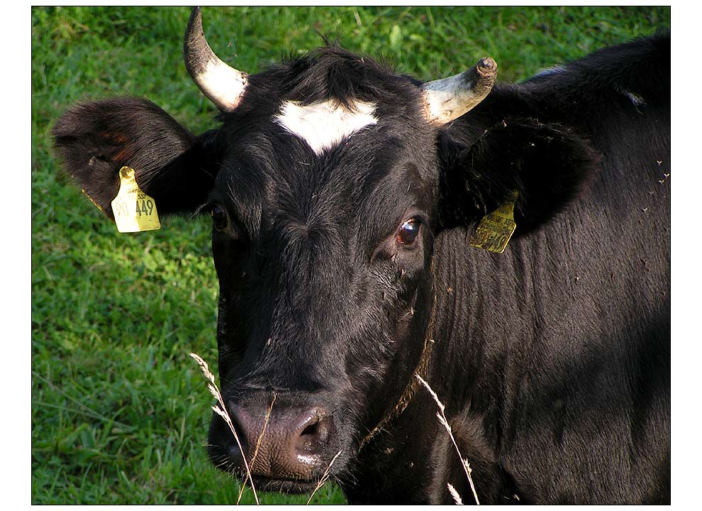 oberbergisches tierleben