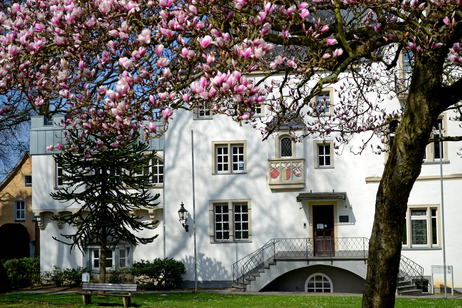 Obere Burg mit Magnolie